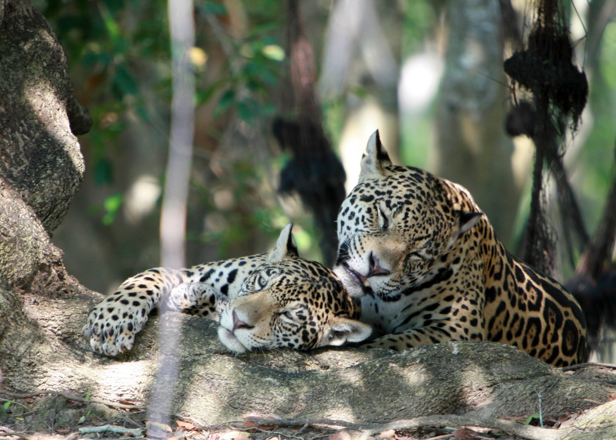 2 Jaguare liegen auf einem Baum